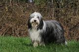 BEARDED COLLIE 335